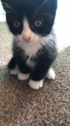 Charming Black and White Kitten Playing with Human Hand