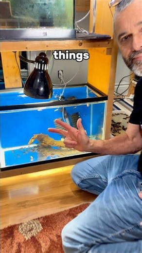 3 things you must know before keeping coridoras!🐟#fishtank #aquarium #fishkeepingtips #corydoras