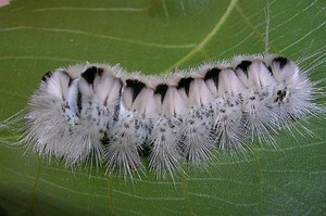 Hickory Tussock Moth Caterpillar - Is It Poisonous?