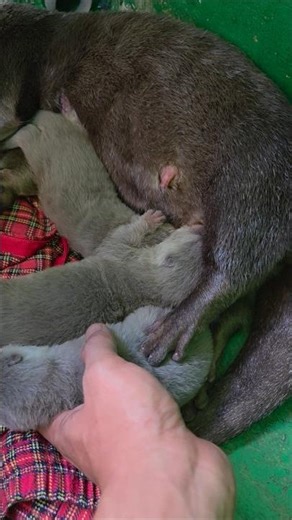Gak kebagian makan ll because the baby otter is sleeping, it doesn't eat #siboni #sibona #animals