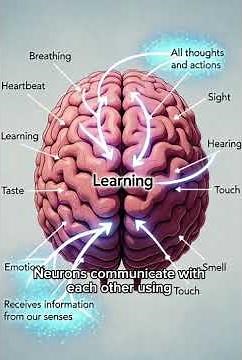 Brain function