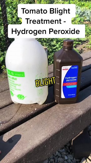 Tomato Plant Blight Treatment: How to Cure and Prevent Blight on Tomatoes