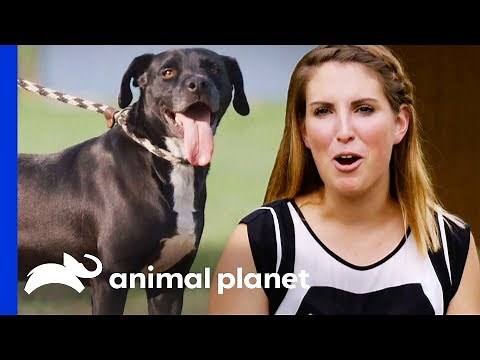 First Time Adopter Completely Falls In Love With Jasco | Pit Bulls & Parolees