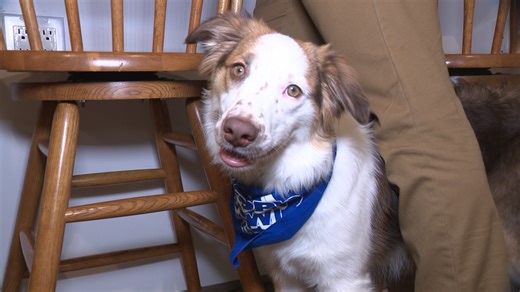 DC-area puppies take the field in 2026 Puppy Bowl