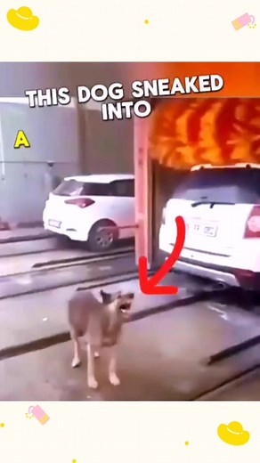 10K views · 304 reactions | This dog sneaked into a car wash facility, and this happened ❤️ ❤️ #fbreelsfypシ゚viralfbreelsfypシ゚viral #fbreelsfypシ゚viralシ #fbreels23 #fbreelsfypシ゚ #fbreelsvideo #fbviral #dog #cats #funnyvideos #turtle | bemaks.tv | Facebook