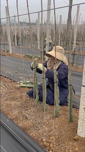 Establishing a Dragon Fruit Plantation: Planting the Cactus