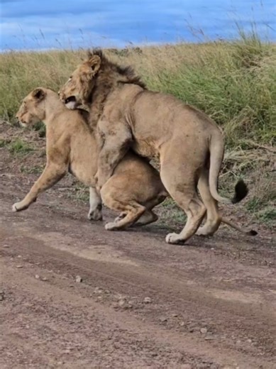 Lion Mating Season in the African Savannah Witness the powerful bond between the king and queen of the jungle as nature continues its cycle of life in Kenya’s wild paradise.