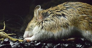 Deadly Duel: Mouse Battles Scorpion in Dramatic Slow-Motion Video