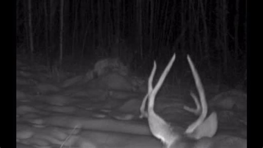 How_To_Hunt on Instagram: "4 points or better to be legal. One tag. This goofy buck coming home? #muledeer #deerhunting #hunting #howtohunt #huntingbc #solohunter #selectivehunting #conservation #heakthyfood"