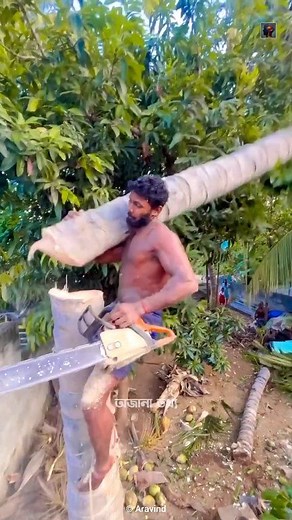 1M views · 6.1K reactions | Why A Coconut Tree Is Not Actually A Tree? | অজানা তথ্য | Facebook
