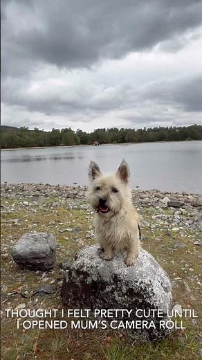 Cairn terrier admits he’s quite embarrassed of himself