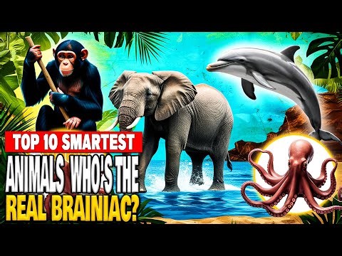 Top 10 Smartest Animals: Who's the Real Brainiac?