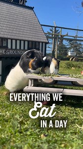 15K views · 142 reactions | Ever wondered what guinea pigs eat in a...