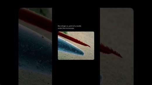 Needle VS Bee stinger 😲