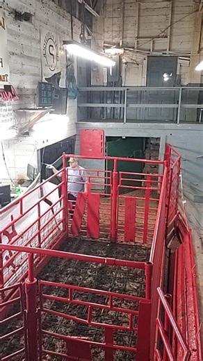 Low Country Livestock Exchange on Reels