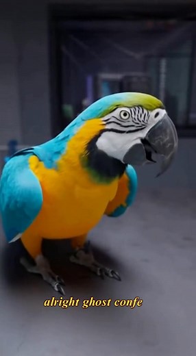 RIO and gost | RIO TALK BACK