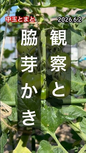 [The medium-sized tomatoes are growing well] #tomato cultivation