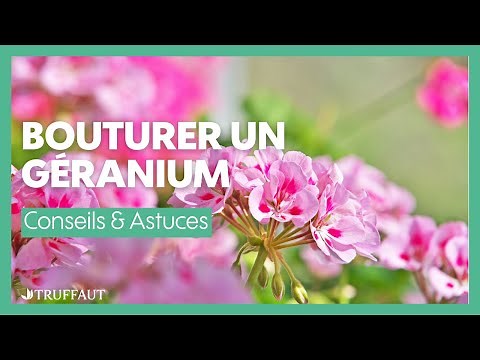 Bouturer un géranium facilement - Truffaut