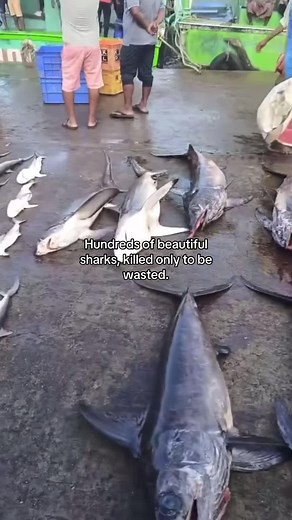 An excessive amount of sharks are killed every year, we need to wake up and realise how much we actually need sharks. #sharks #shark #sharkfinning #stopsharkfinning #stopsharkfinsoup #bansharkfinning #bansharkfinsoup #savethesharks #xycba #fyp