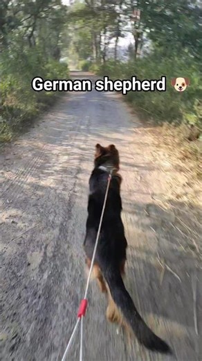 German shepherd🐶| Running fast ⏩ #germanshepherd#gsd#dog#pet#trending#viral#shorts#reels#running#new