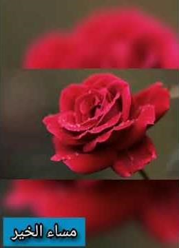 افضل صور مساء الخير