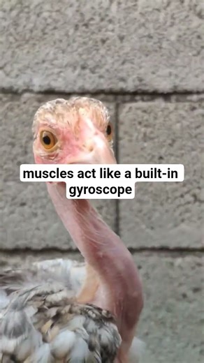 The Chicken Gyroscope 🐔