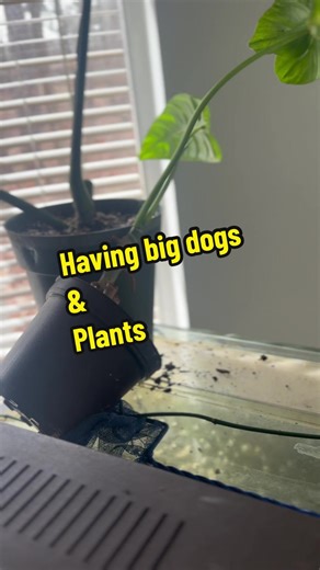 It wouldnt be a normal day if i didnt have atleast a plant or 5 knocked over every week 😒 #canecorso #canecorsopuppy #dogsoftiktok #houseplants #indoorplants #petparents #plantparent #fyp #fypシ