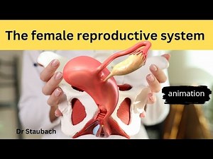 How the Female Reproductive System REALLY Works