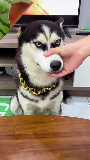 Lol #pet #dog #PrimarkSummerUp