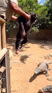 880K views · 147 reactions | Monkey Likes to Play with his Lizard friends  #zoo #reptile #monkey | Status.ai | Facebook