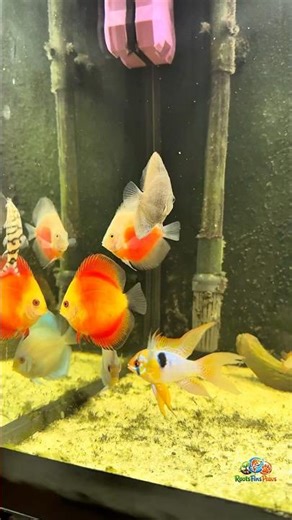 Beautiful Discus Aquarium | Driftwood, Anubias and Peaceful Community Fish