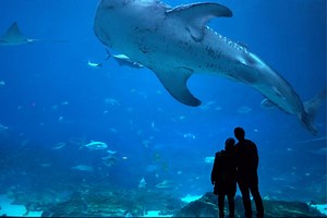 The 10 Largest Aquariums In The United States