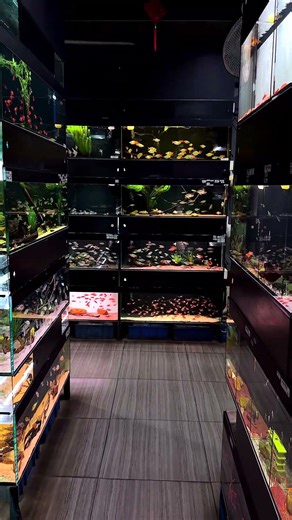 Exploring a Chinese Tropical Fish Market You Won't Believe Exists