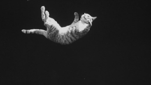 The surprisingly complicated physics of why cats always land on their feet