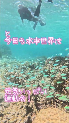 【石垣島】梅雨の晴れ間は荒波シュノーケリング♪5月16日ツアー動画