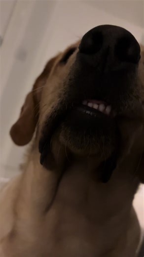 That Damn Smirk: The Funny Labrador Moment