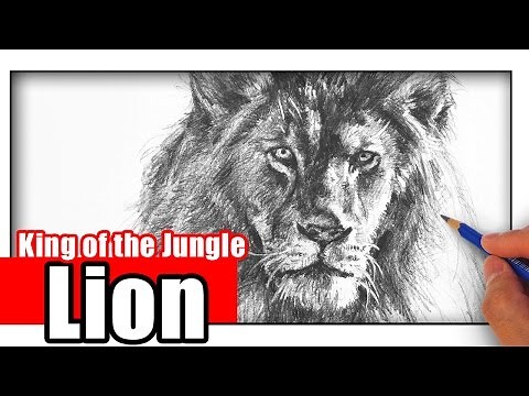 How to Draw a Lion with Pencil