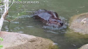 23K views · 2.1K reactions | This video captured some interesting beaver movements. The little beaver does a few sideways rolls in the water, which I don’t see very often. Then two beavers sit up to groom their fur. Near the end, one of the beavers does a little twirl of sorts. Fun to watch. #beavers #wildlifephotography | Mike’s photos and videos of beavers | Facebook