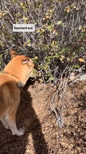 Brianna Madia on Instagram: "Back in January of 2020, I was walking through the high desert in southern Utah when I saw Dagwood diligently at work beneath this bush. I was surprised to see a coyote who looked like he’d just…laid down and died right there that very day. Now, I know some dogs do engage in caching behavior (burying food to return to it later.) But…in all of Dagwood’s years (13.5 of em) I’ve never once see him bury *anything* like this, let alone something nearly his size. He simply