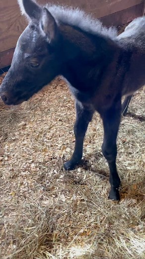 Meet Baby Ash: An Adorable Appaloosa Colt