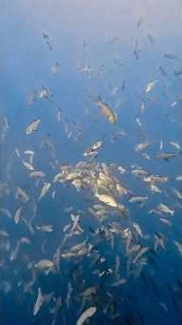 バラフエダイ放精放卵redsnapper spawning #パラオ #palau #ペリリュー #peleliu #バラフエダイ #redsnapper #spawning #産卵 #放精放卵