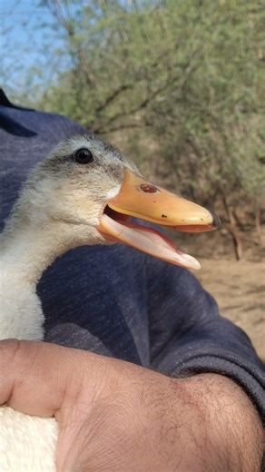 Cute Little Duck Making Adorable Sounds | Duck Voice 🎶🦆l I love pets