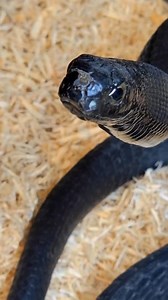 This is the most viral video I have ever filmed. Gaining 12 million views in the first 3 days. #snakes #venomous #mostvenomoussnake #animals #unboxing #boomslang #fakesituation #fakebody #storytelling | Venomman20