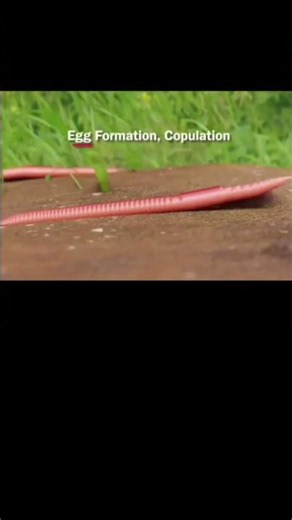 Zoology earthworm _who to fertilization