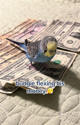 bros got money to buy treats for the huzz 😭 #fyp #budgie #viral #birdtok #ilovemybirds