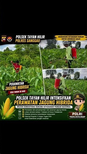 Polsek Tayan Hilir Intensifkan Perawatan Jagung Hibrida