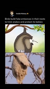 The penduline tit—particularly species in the genus Anthoscopus, such as the Cape penduline tit—is renowned for building one of the most sophisticated nests in the avian world. Its nest is a pear-shaped, hanging structure intricately woven from plant fibers, spider silk, and other soft materials. What truly sets it apart is the presence of a false entrance—a clever decoy designed to mislead predators like snakes. The real entrance is carefully concealed and often sealed from the inside, offering