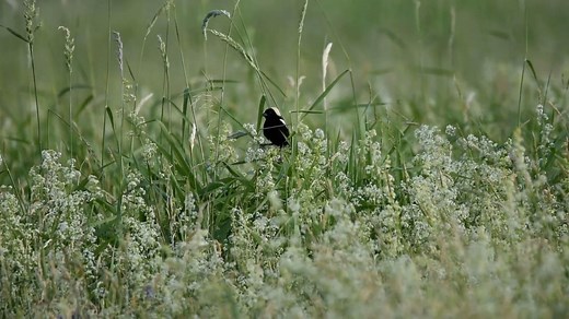 Bird of the Week: Get to know the bobolink