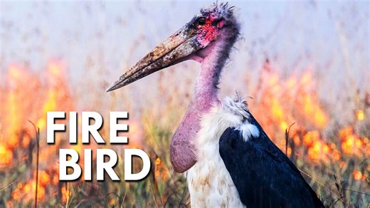 These Birds Use Fire to Catch Their Prey