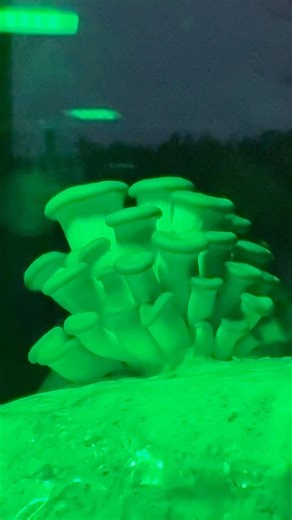 LYKYN Automatic Mushroom Grow Chamber #shorts #growyourown #mushroom #garden #hobby #farming #fungi